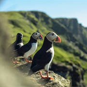 Birdwatching, Shetlands
