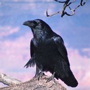 Raven of Ravenscaur