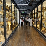 Tring Zoological Museum