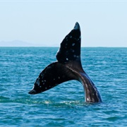 Go Whale Watching on the Betty Kay