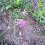 Drummond's Onion (Allium Drummondii)