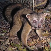 Western Lowland Olingo