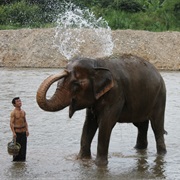 Bathe an Elephant