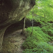 Morgan-Monroe State Forest, Indiana