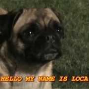 Loca the Pug Singing 'The Pug That Couldn't Run' (Loca the Pug)
