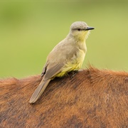 Cattle Tyrant (Machetornis Rixosa)