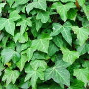Ivy