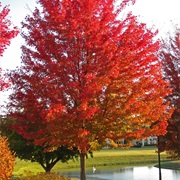 Red Maple