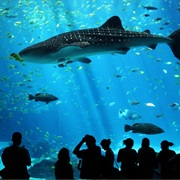 Aquariums