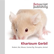 Khartoum Gerbil