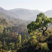 Mares Forest National Park (NSW)
