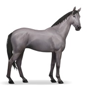 Selle Français - Mouse Gray