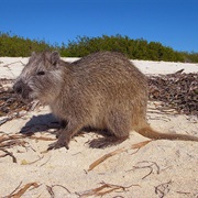 Garrido's Hutia (Possibly Extinct)