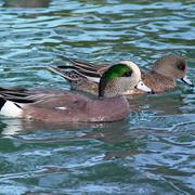 Widgeon