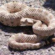 Rattlesnake