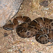 Ridge-Nosed Rattlesnake