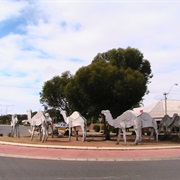 Corrugated Camels, Norseman
