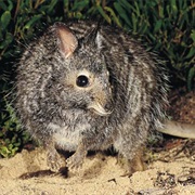 Banded Hare-Wallaby