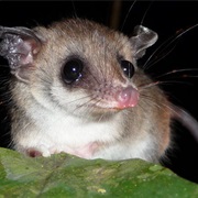 Delicate Slender Opossum
