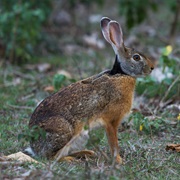 Indian Hare