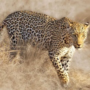 African Leopard