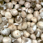 Paddy Straw Mushroom (Volvariella Volvacea)
