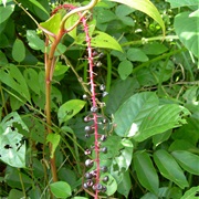 Deer Calalu (Phytolacca Rivinoides)