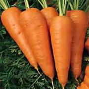 Chantenay Carrot