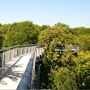 Treetop Walkway