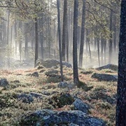 Øvre Pasvik National Park
