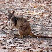Allied Rock-Wallaby