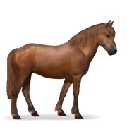 Newfoundland Pony - Chestnut