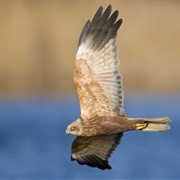 Boyton and Hollesley Marshes