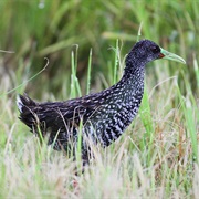 Spotted Rail