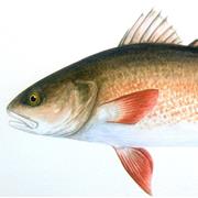 Red Drum