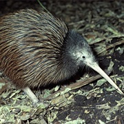 North Island Brown Kiwi