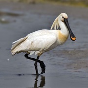 Eurasian Spoonbill