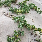 Dune Spinach (Tetragonia Decumbens)