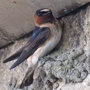 Cliff Swallow