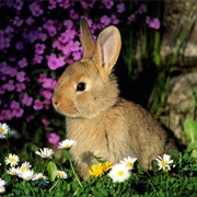 European Rabbit