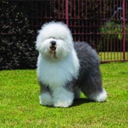 English Sheep Dog