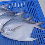 Silver Pomfret
