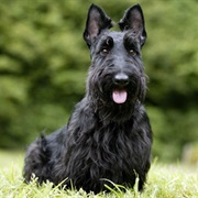 Scottish Terrier