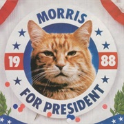 Morris the Cat