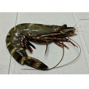 Giant Tiger Prawn