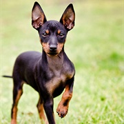 English Toy Terrier
