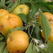 White Sapote