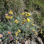 Glacier Wormwood (Artemisia Glacialis)