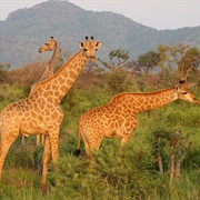 Visit an African Game Reserve