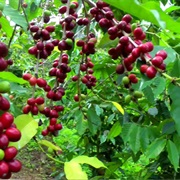 Arabian Coffee (Coffea Arabica)